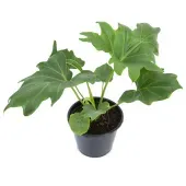 Philodendron Bipinatifidum - Guaimbê - Pote 23