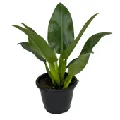 Philodendron Pacova Planta Natural Pote 24