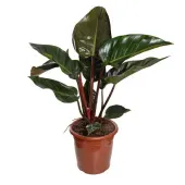 Philodendron Rubro Planta Natural Pote 30