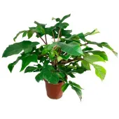Philodendron Squamiferum Pote 30