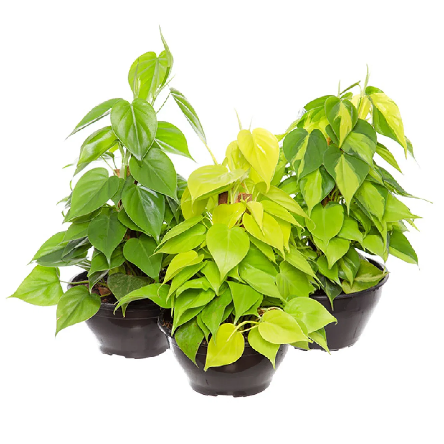 7896553691443-PHILODENDRON-VARIADO-Cuia-21.webp