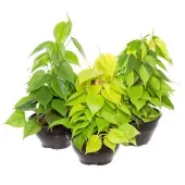 Philodendron Variado Planta Natural Cuia 21
