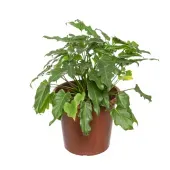 Philodendron Variado Planta Natural Pote 23