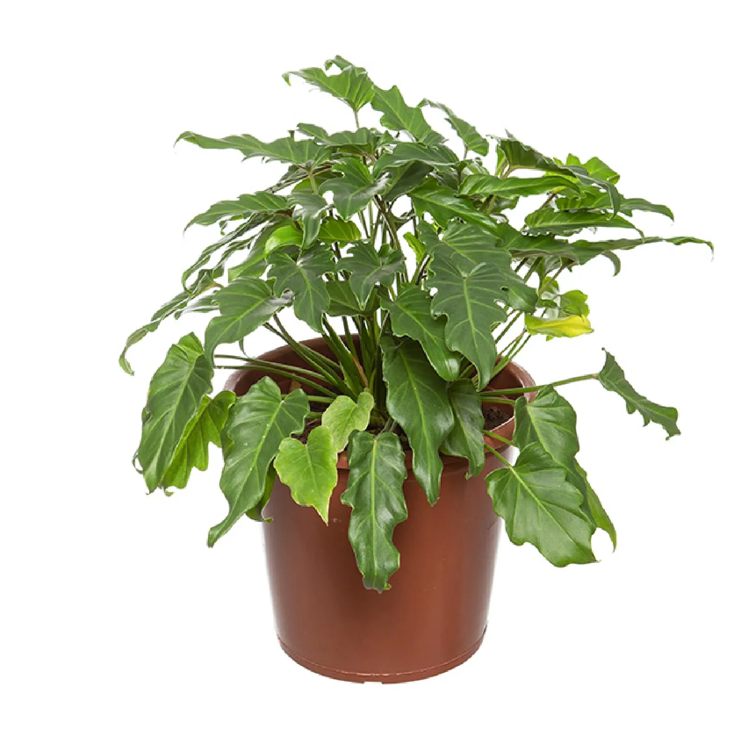 7890291399487-PHILODENDRON-XANADU-Pote-30.webp