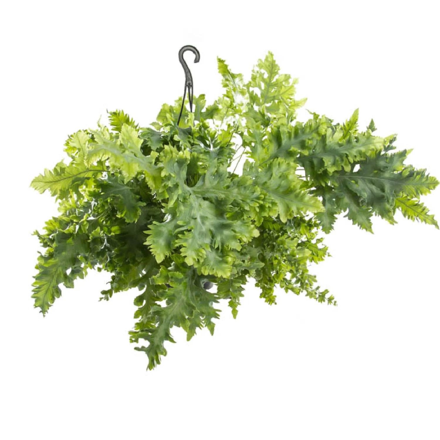 7890291512503-PHLEBODIUM-AUREUM-DAVANA-Cuia-21.webp