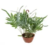 Phlebodium Blue Star - Samambaia Azul - Cuia 21