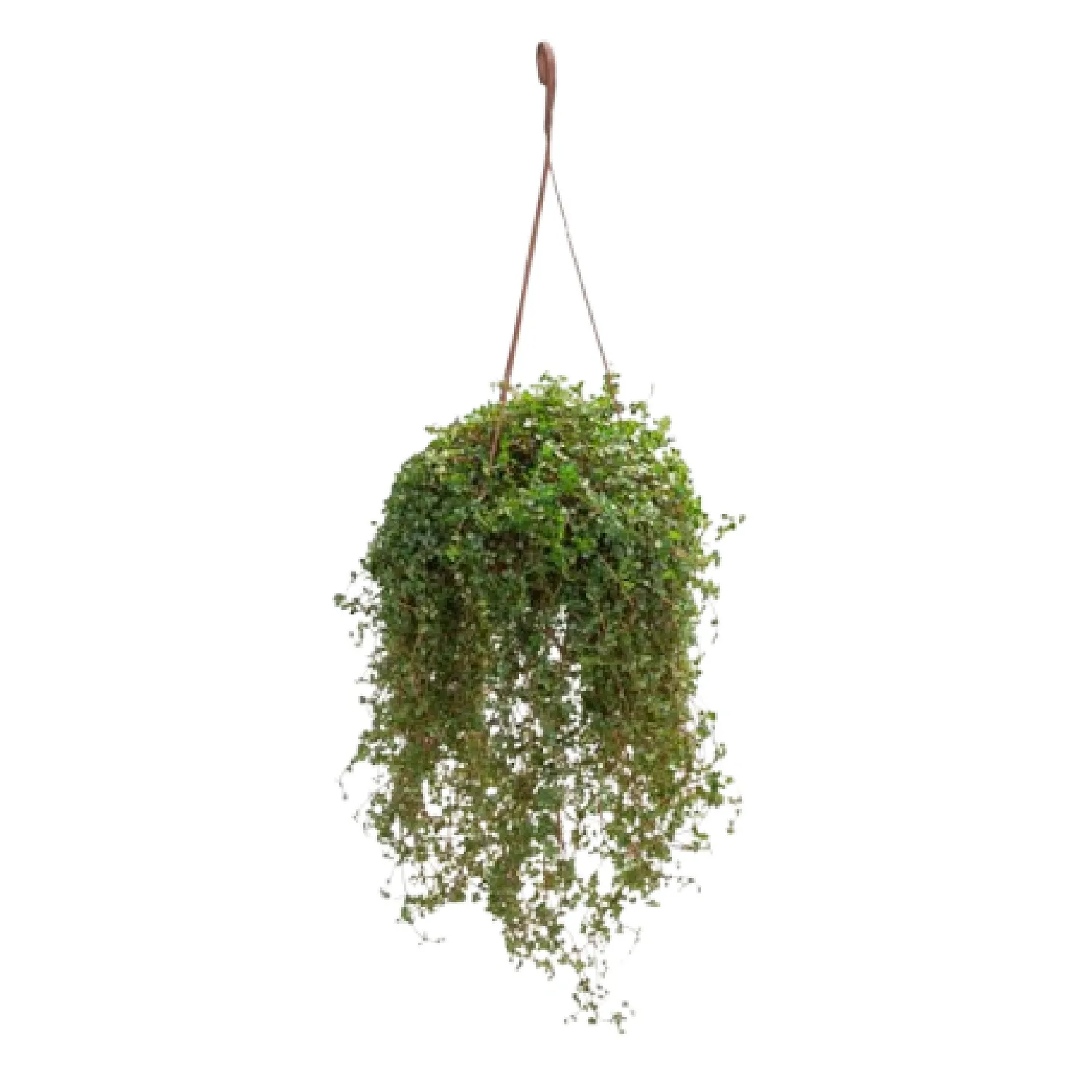 7890291462259-PILEA-GLAUCOPHYLLA-GREYZY-Cuia-21.webp