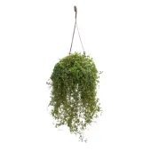 Pilea Glaucophylla Greyzy Cuia 21