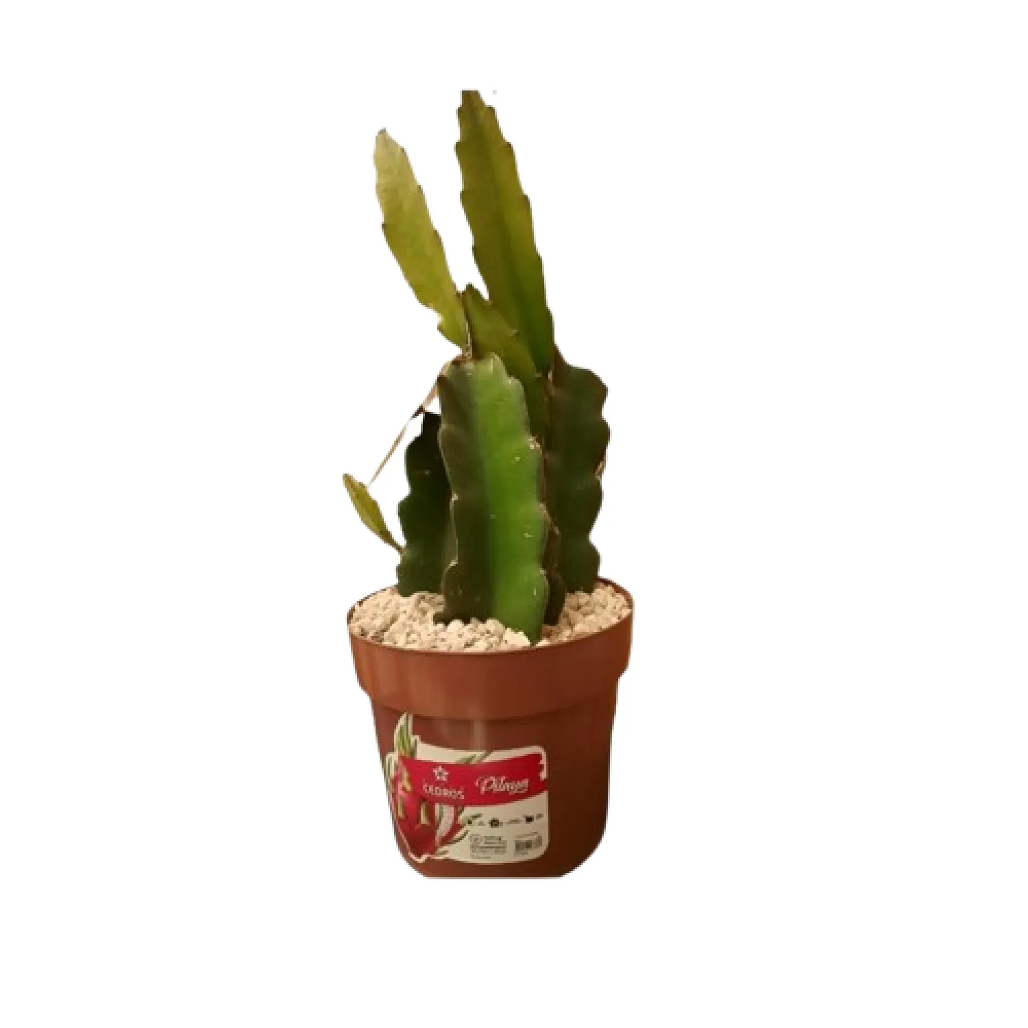 7890291468817-PITAYA-Pote-20.webp