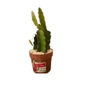 Pitaya Planta Natural com Pote 20