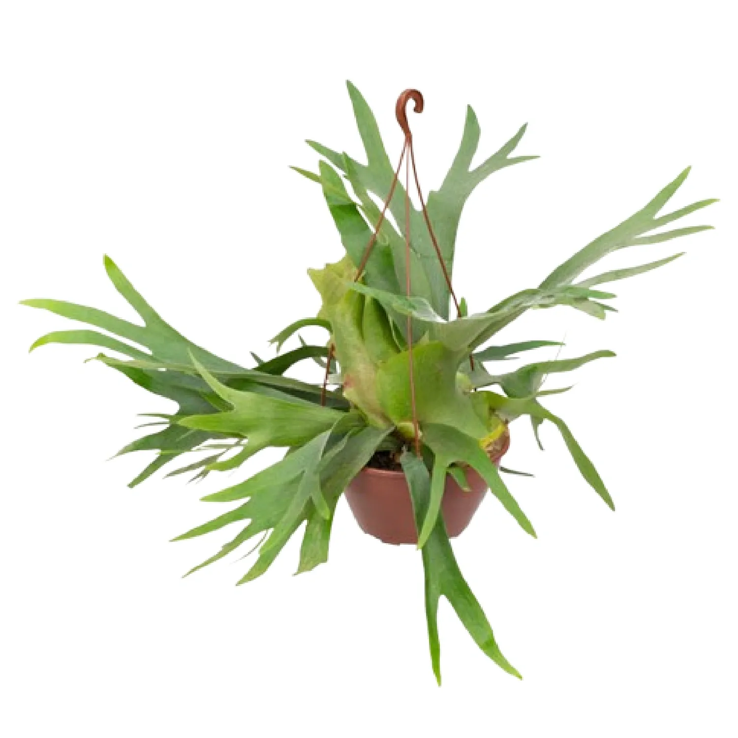 7896553614527-PLATYCERIUM-ALCICORNE---CHIFRE-DE-VEADO---Cuia-21.webp