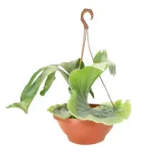 Platycerium Grande Planta Natural Cuia 25