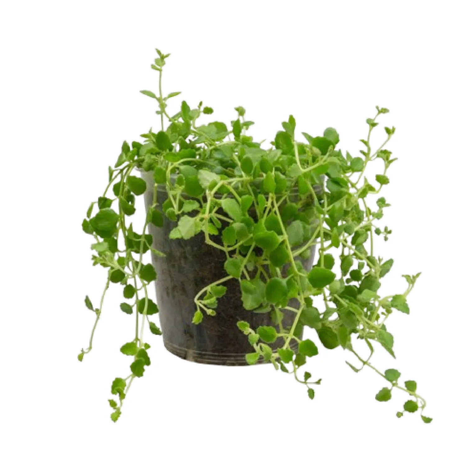 7890291483827-PLECTRANTHUS-PROSTATUS---BOLDINHO-SUCULENTO---Pote-12.webp