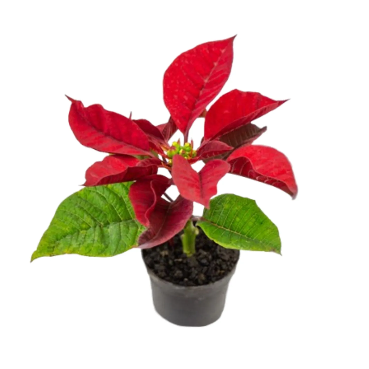 Poinsettia Vermelho - Bico de Papagaio - Pote 06