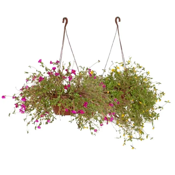 Portulaca - Onze Horas - Cuia 21 Único