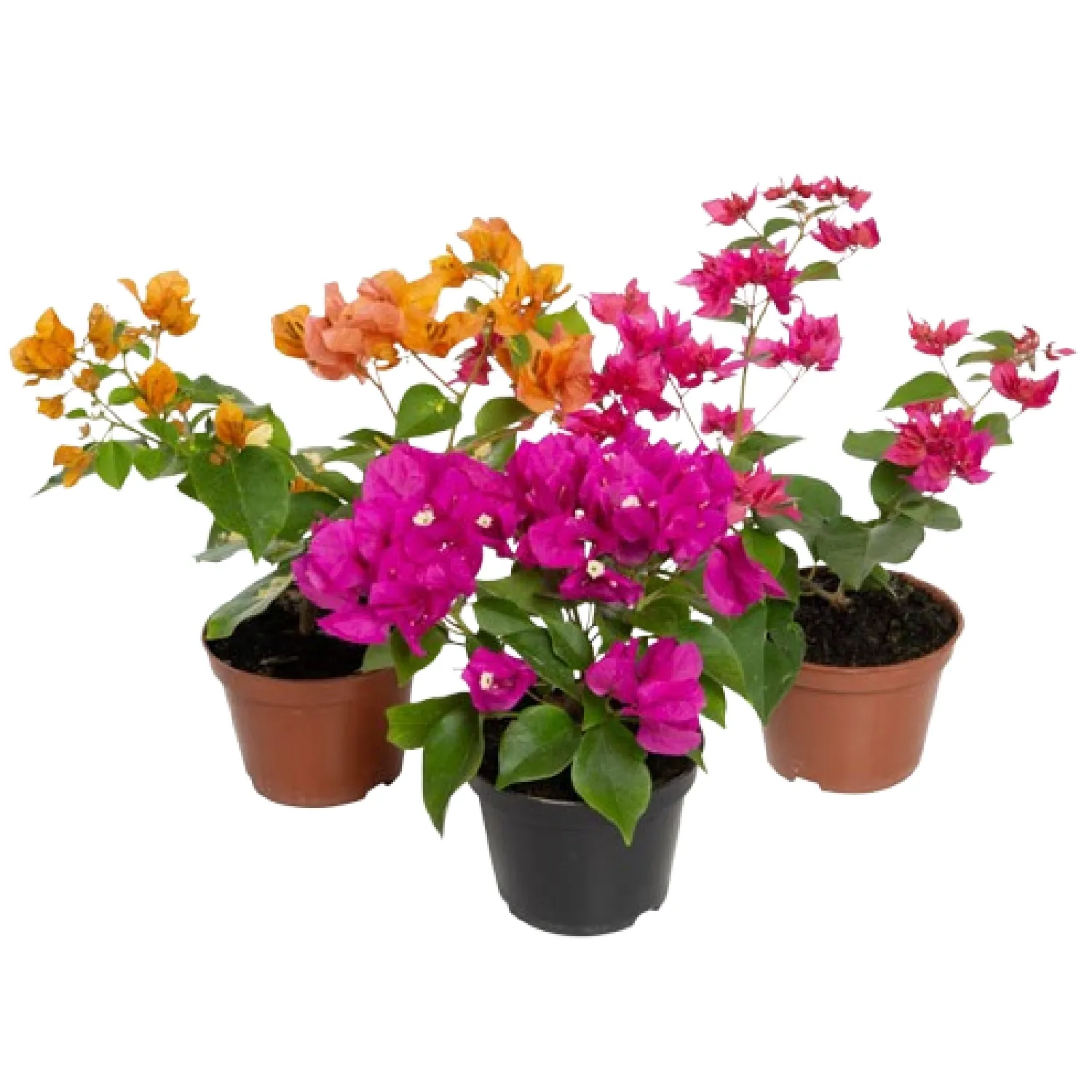 Primavera-Tres-Marias-Pote-11