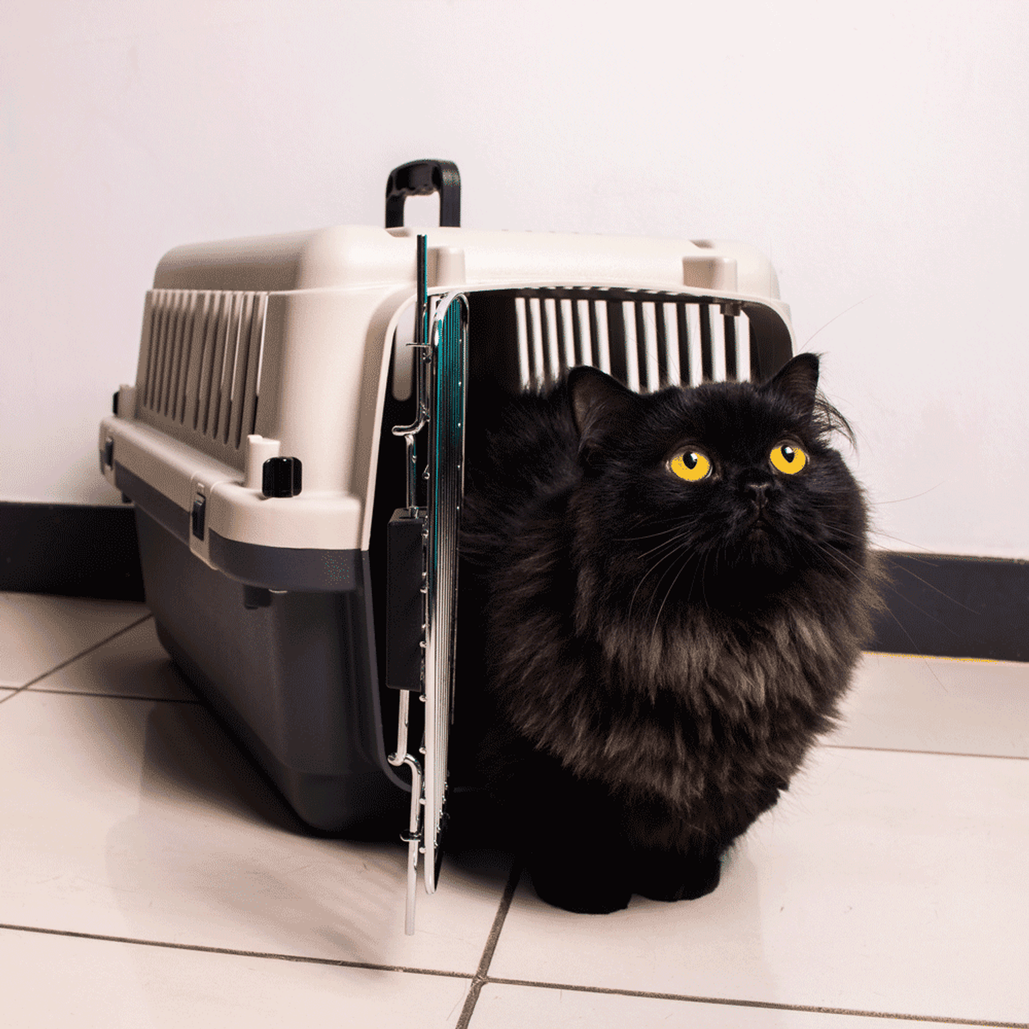 Gato-Preto-dentro-da-Caixa-de-Transporte-C-Pet