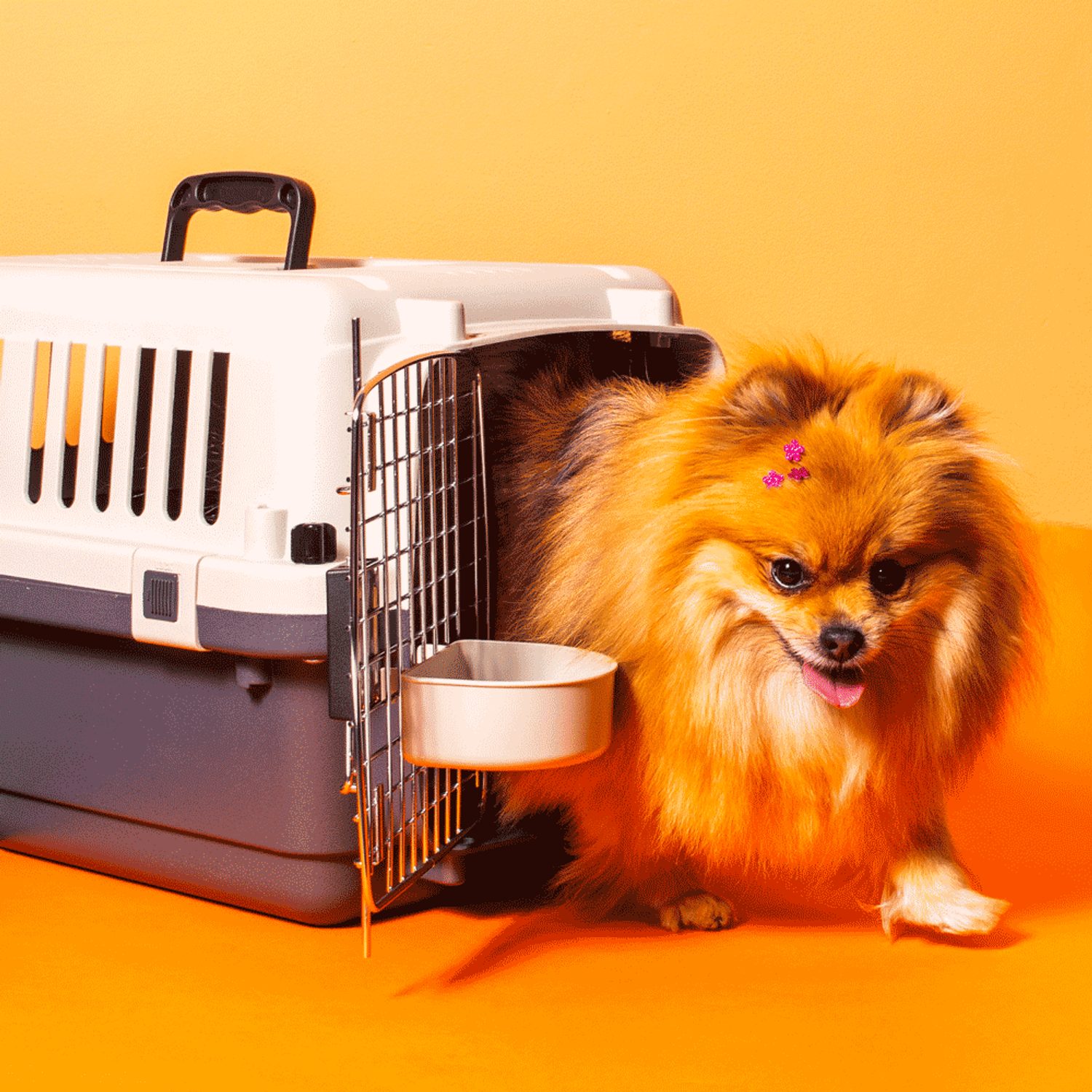 Splitz-saindo-da-Caixa-de-Transporte-C-Pet