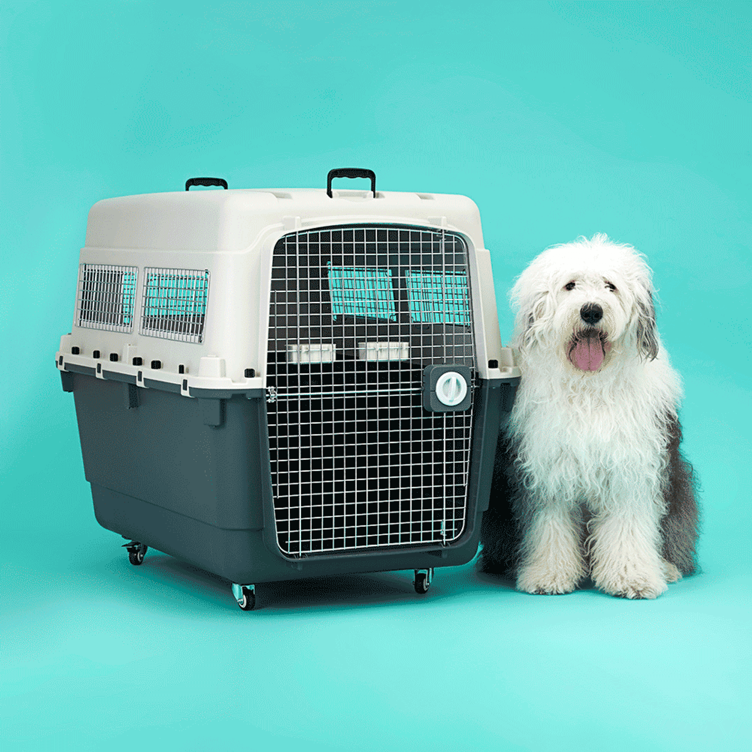 Cachorro-do-lado-da-Caixa-de-Transporte-C-Pet