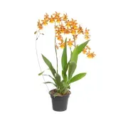 Orquídea Catatante Sun Spots Pote 14