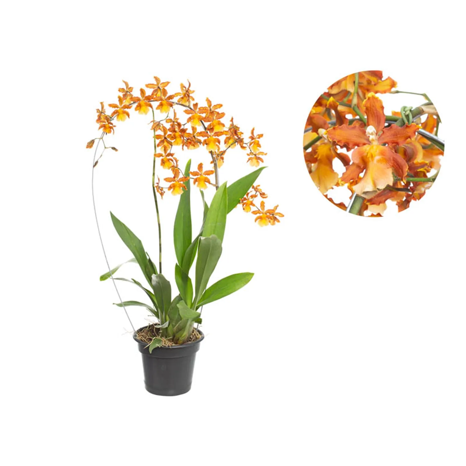 Orquidea-Catatante-Sun-Spots-Detalhe.webp
