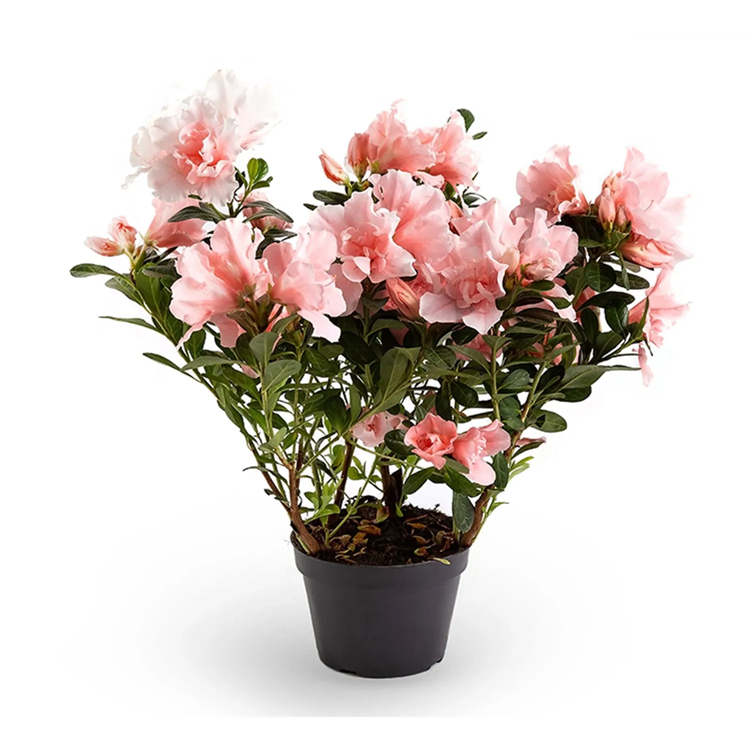 Azaleia-Planta-Natural-Pote-14
