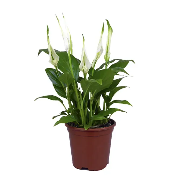 Spathiphyllum - Lírio da Paz Pote 15 Único