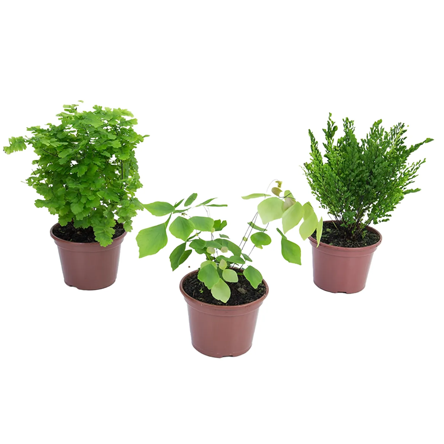 Avenca-Variada-Planta-Natural-Pote-14
