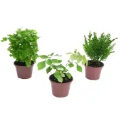 Avenca Variada Planta Natural Pote 14
