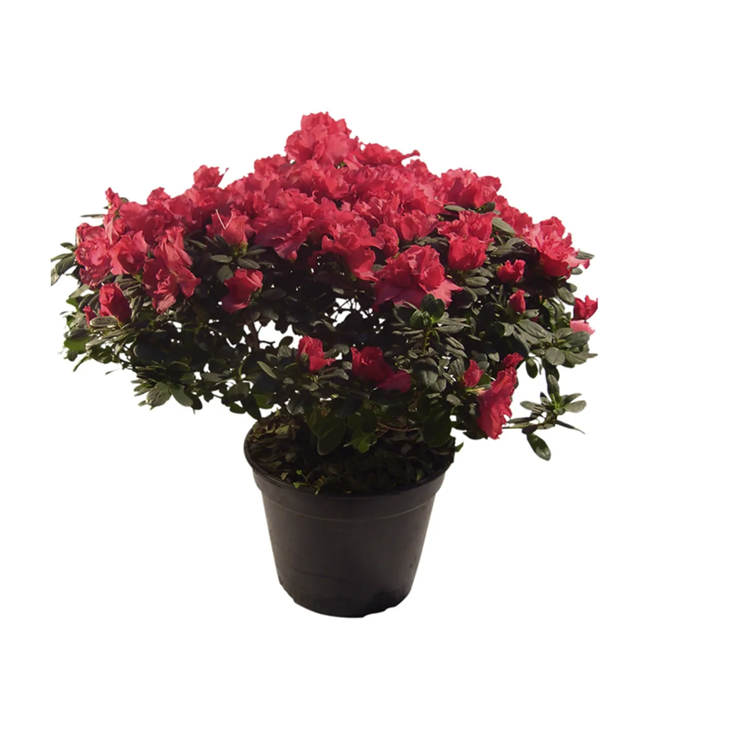 Azaleia-Planta-Natural-Pote-09