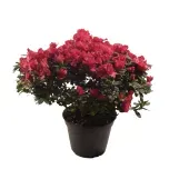 Azaleia Planta Natural Pote 09