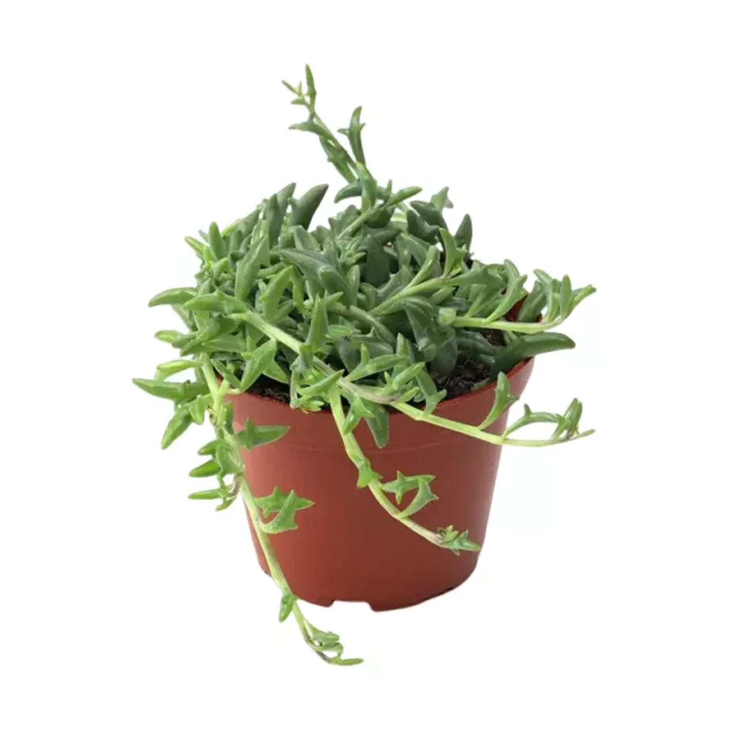 Senecio-Pote-11.webp