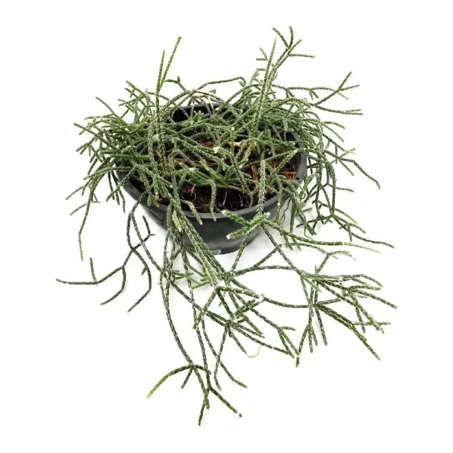 Rhipsalis-Plumoso-Natural-Cuia-21-Pendente