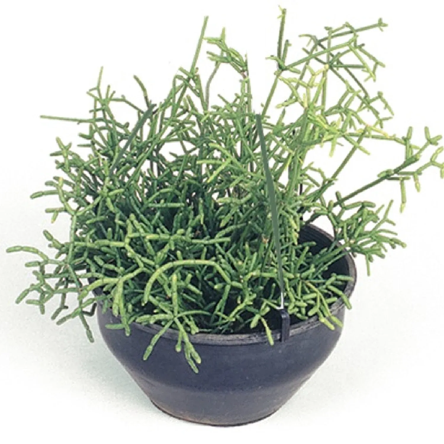 Rhipsalis-Plumoso-Natural-Cuia-21