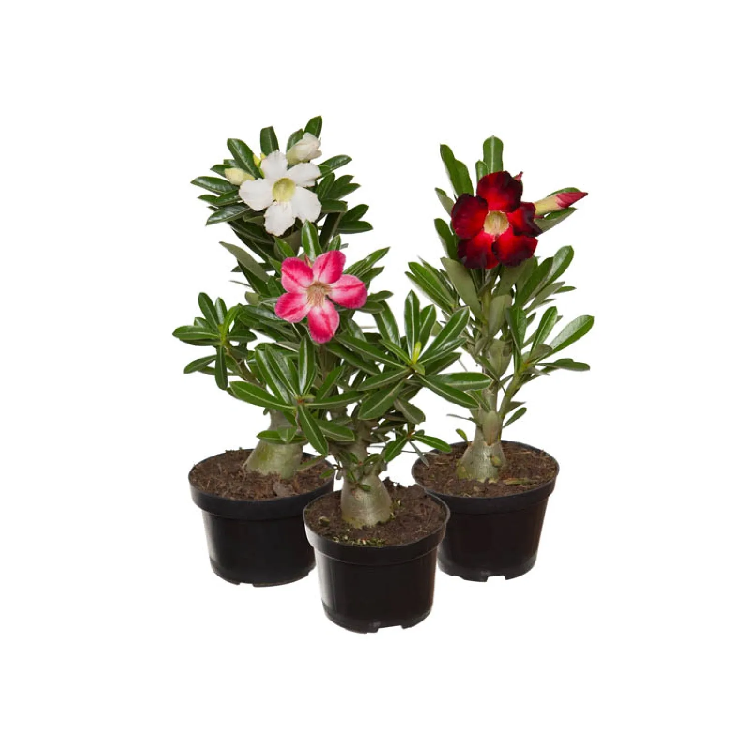 Rosa-Do-Deserto-com-Flor-Pote-11