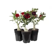 Rosa Do Deserto Dobrada Pote 15
