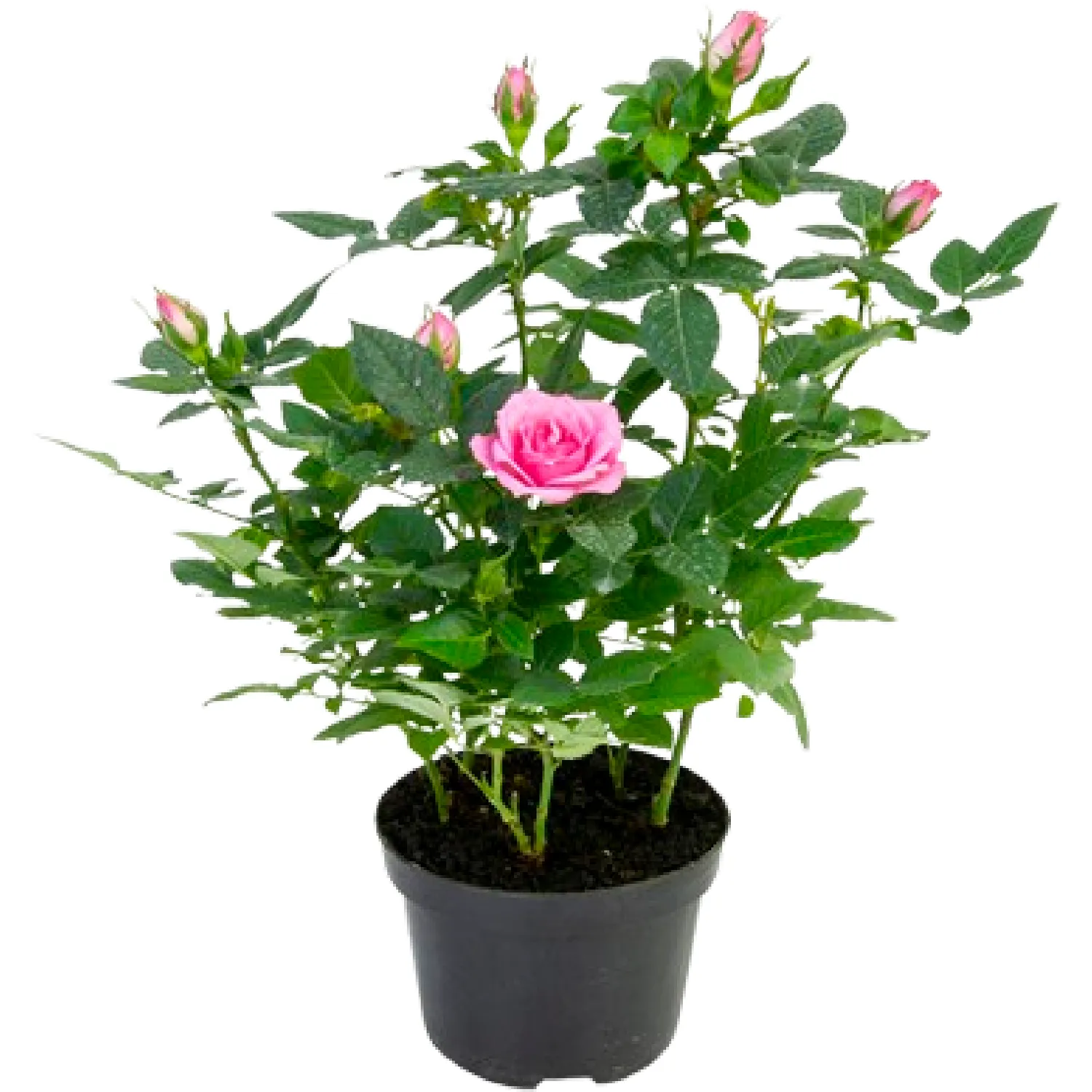 Roseira-Mini-Planta-Natural-Pote-11