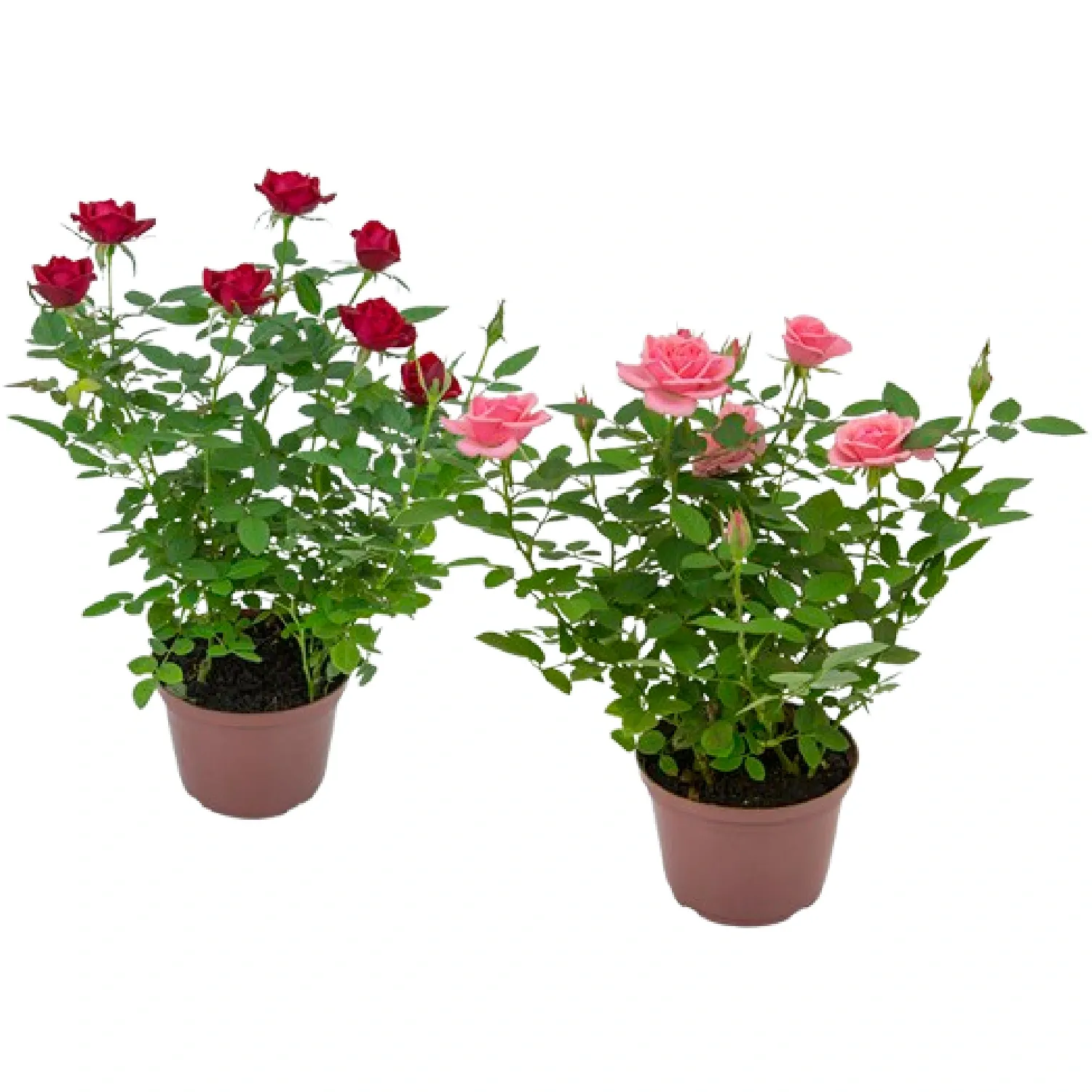 Roseira-Mini-Planta-Natural-Pote-13