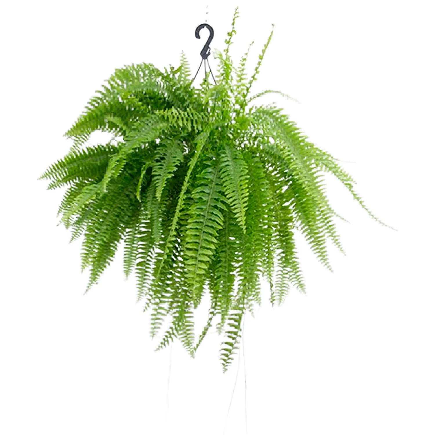 Samambaia-Americana-Natural-Meia-Cuia
