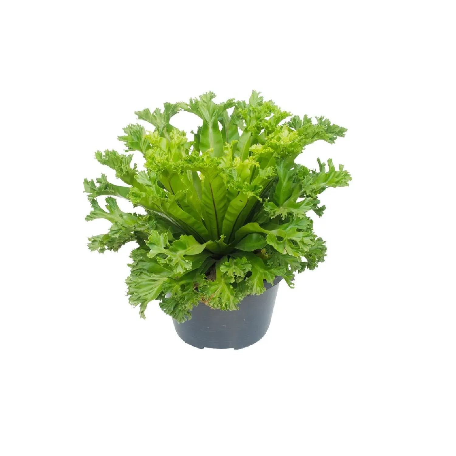 Samambaia-Biserrata-Macho-Cuia-21