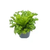 Samambaia Biserrata Macho Cuia 21