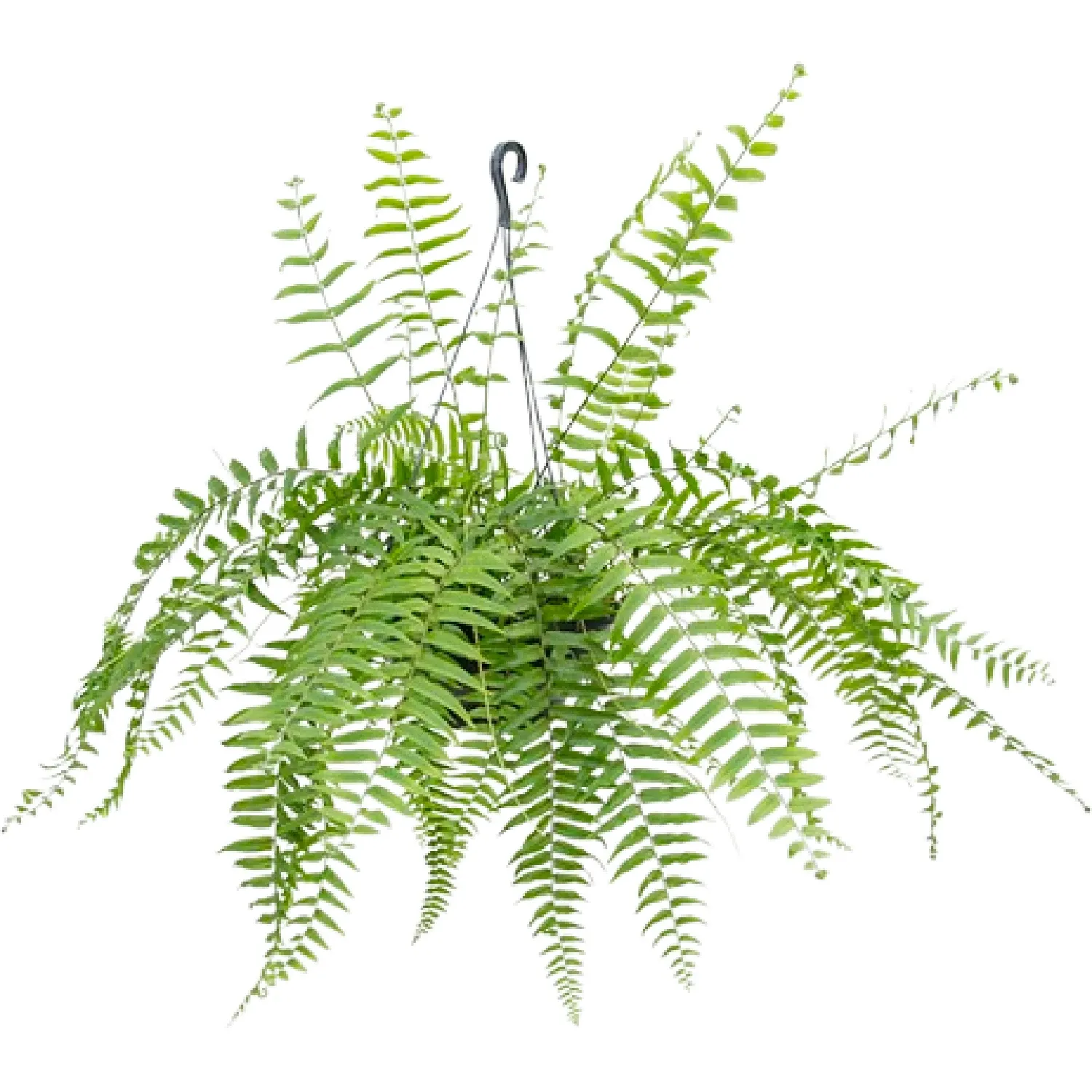 Samambaia-Holandesa-Natural-Cuia-25