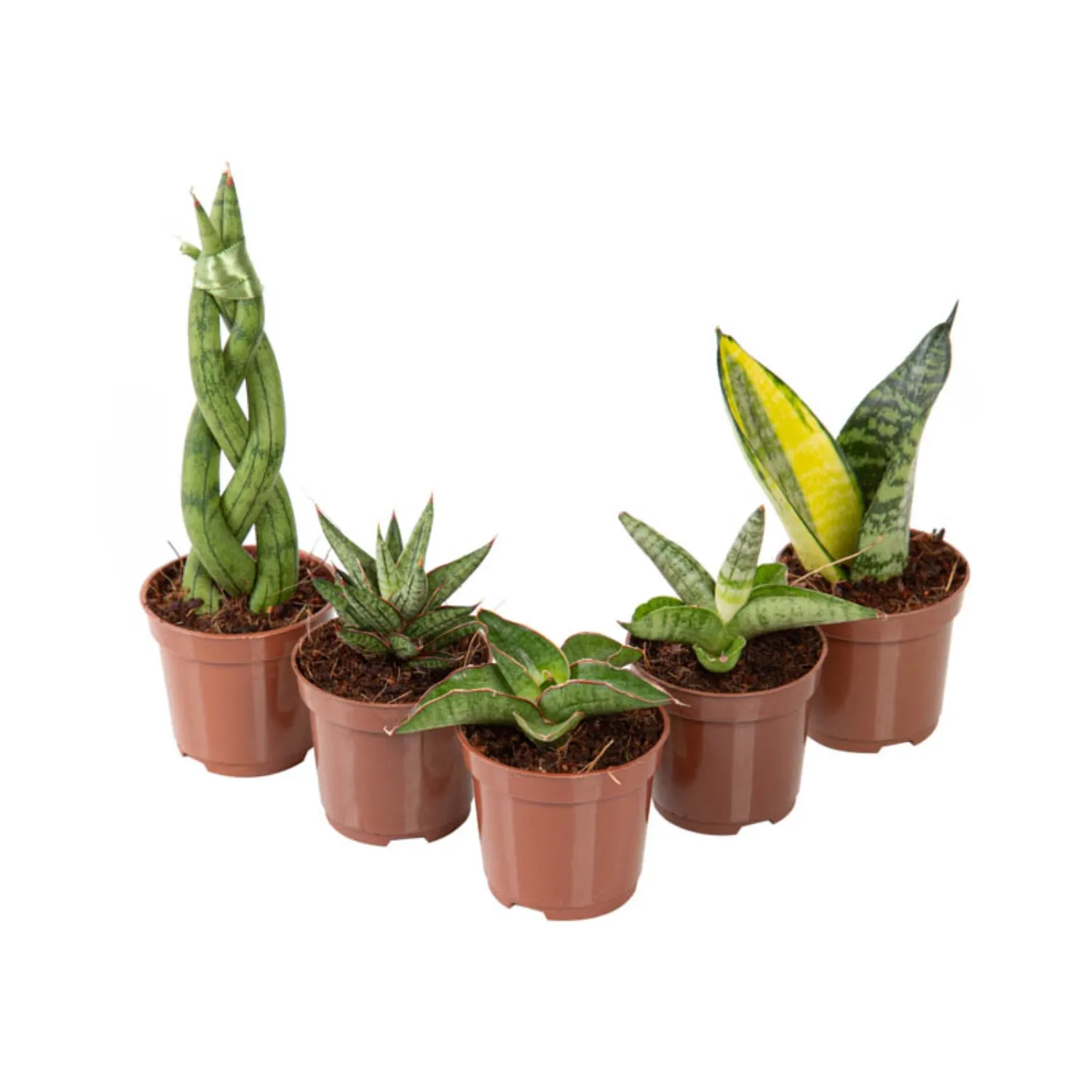 Sanseviera-Mini-Mix-Variada-Pote-06