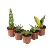 Sanseviera Mini Mix Variada Pote 06