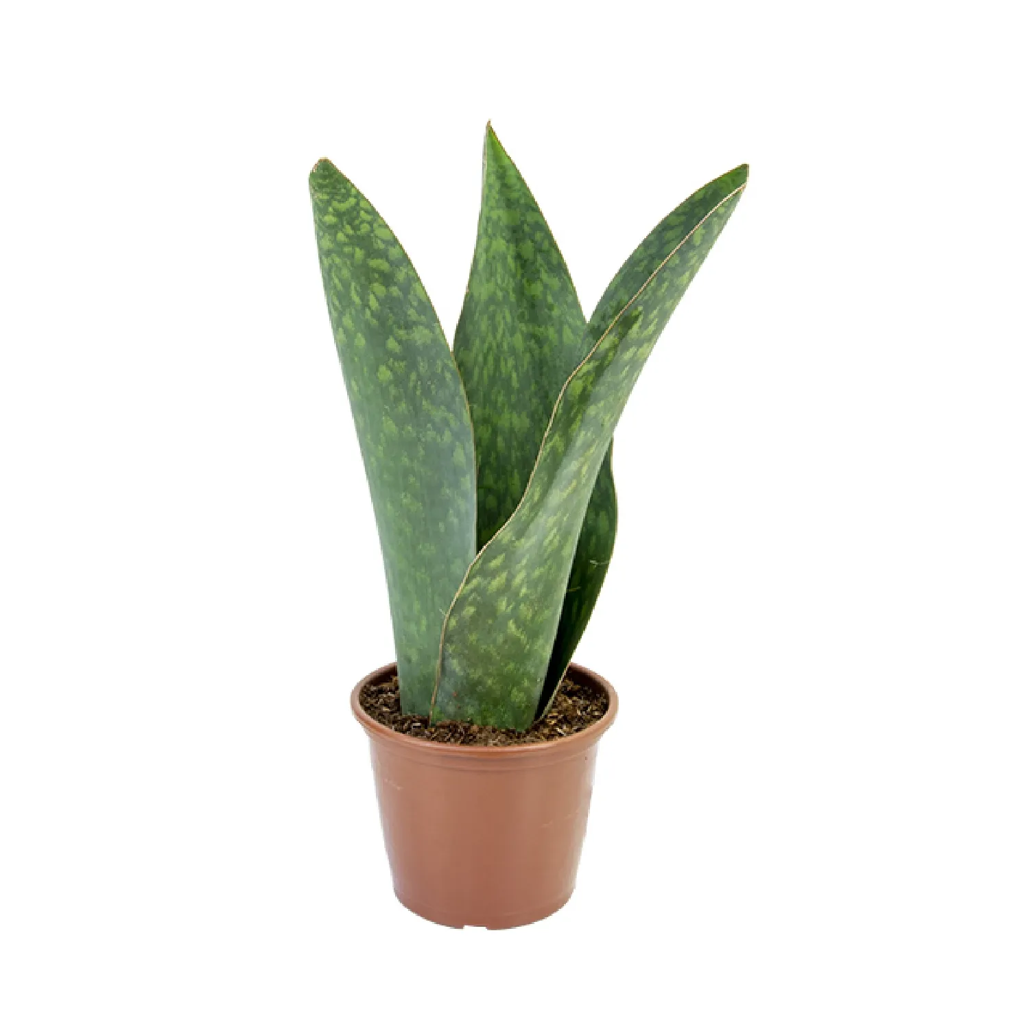 Sansevieria-Vitoria-Min-3-Hastes-Pote-20