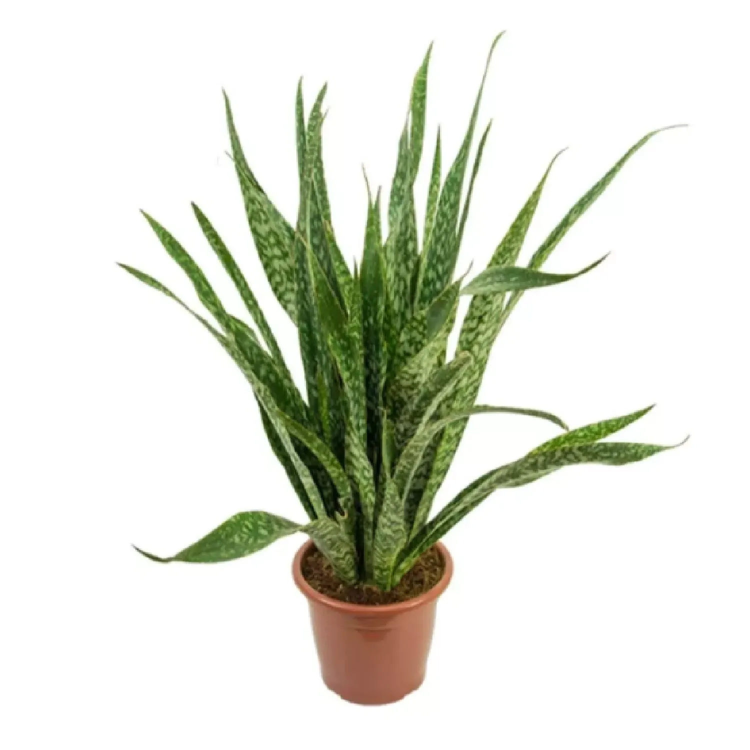Sansevieria-Jiboya-Natural-Pote-30