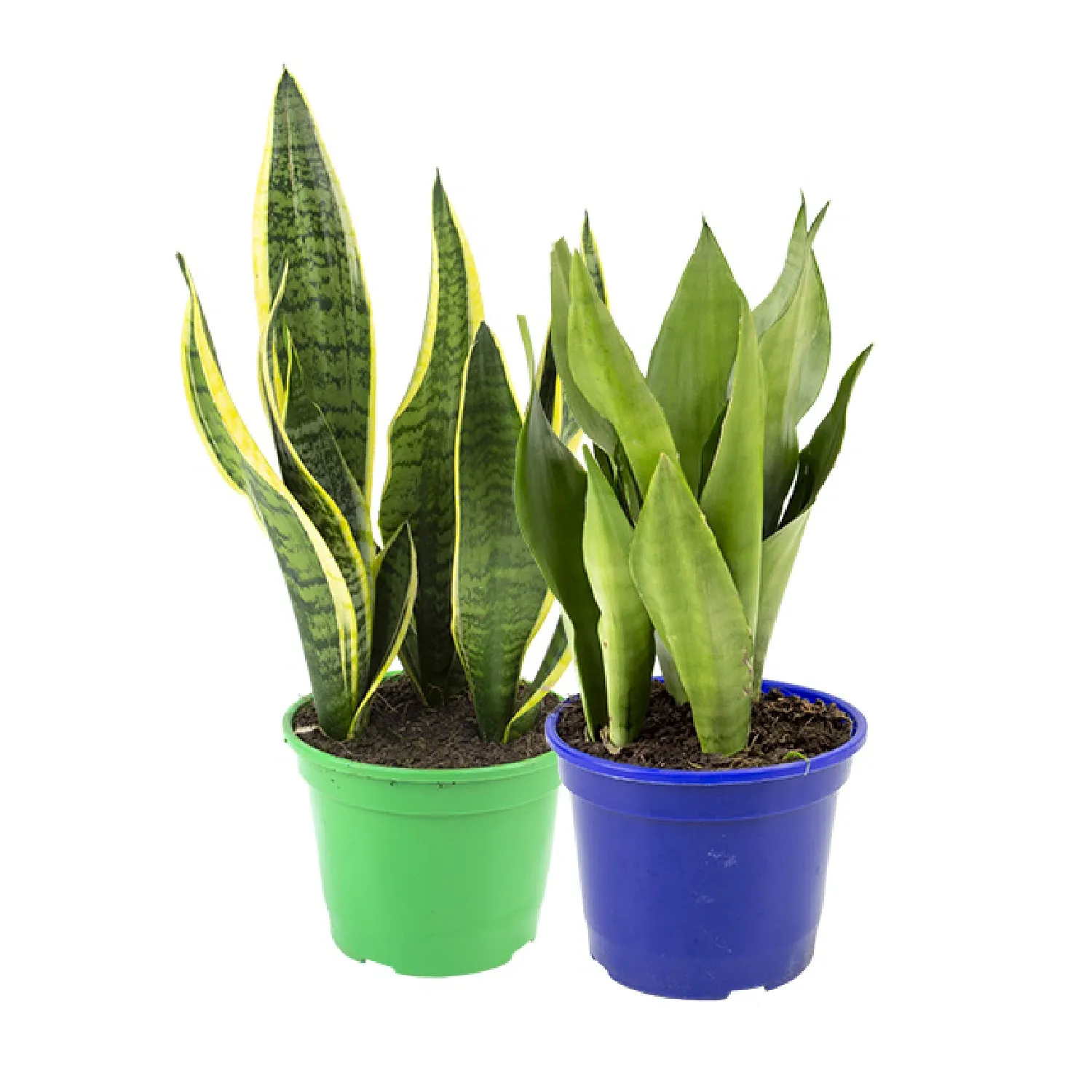 Sansevieria-Variada-Natural-Pote-19