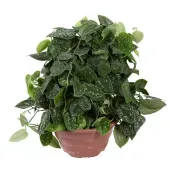 Scindapsus Argyraeus - Jiboia Prateada - Cuia 21