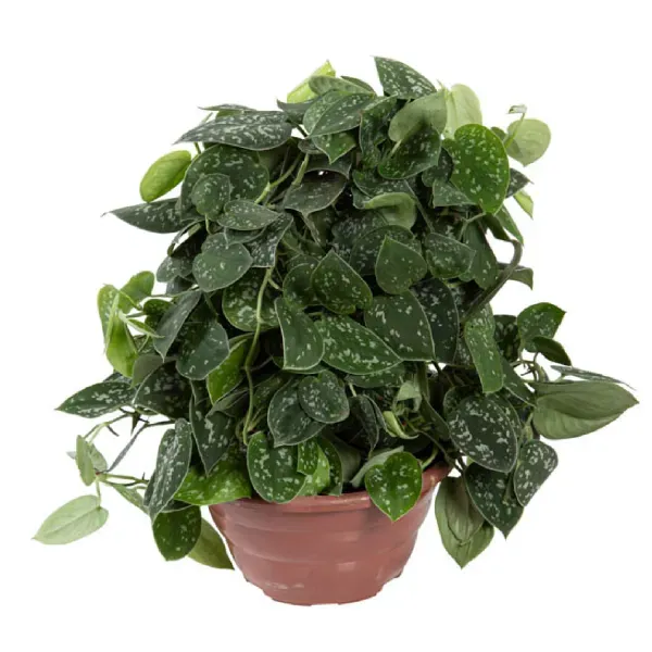 Scindapsus Argyraeus - Jiboia Prateada - Cuia 21 Único