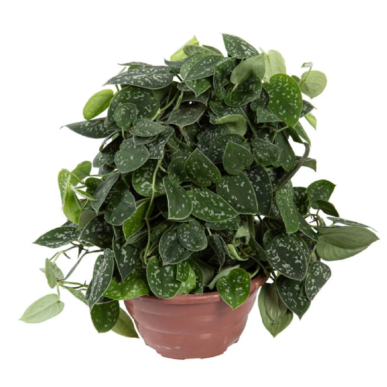 邦楽 Silvernia famnily Ginryu Scindapsus Argyraeus - Jiboia Prateada - Cuia 21 | Cobasi